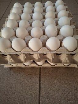 Násadová vejce - Vlaška koroptví