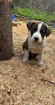 Stafordšírský bulteriér