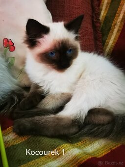 Ragdoll koťátka bez PP