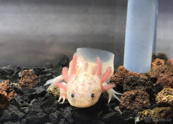 Axolotl od chovatele - axolotly.cz - 1