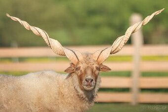 Cápova ovce - ovečky a beránci Hortobagy racka sheep