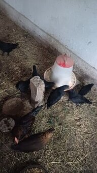 Ayam cemani kohouti