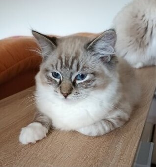 Kocourek ragdoll s PP - 1