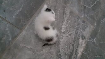 Kocicka
