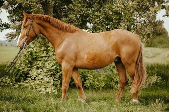 Polský sportovní kůň - valach