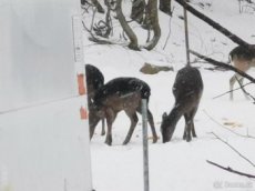 Prodám dančí mufloní a jelení zvěř