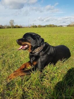Rotvajler,RTW,Rottweiler,Rotwailer