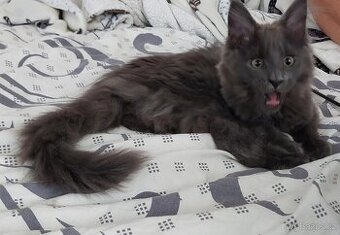 Poslední modrá holčička