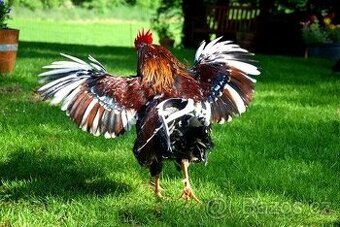 KOHOUTI - ŠVÉDSKÁ KĚTINA - VHODNÝ KE KAŽDÉ HYBRID. SLEPICI