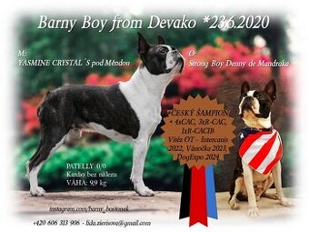 Bostonský terier - FCI chovný pes s PP