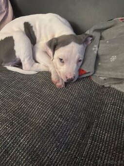 Americký staford teriér - 1