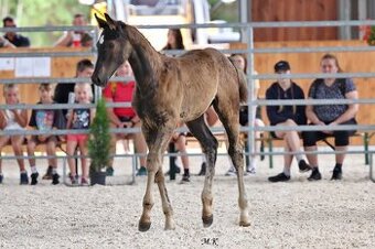 Letošní hřebeček