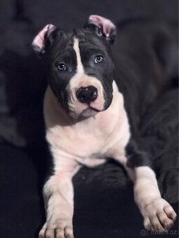 Americký stafordšírský teriér s PP.