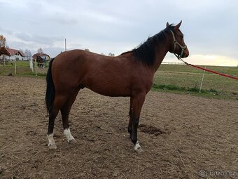 Valach 1,5roku(prodej, výměna)