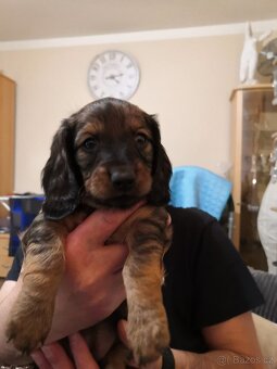 Štěňátka jezevčíka