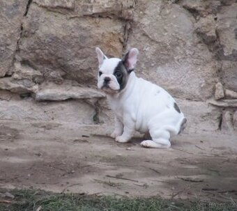 Francouzský buldoček bez PP