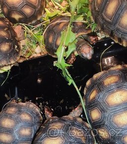 Želva uhliřská mláďata