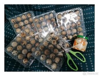 Křepelčí vejce na konzum