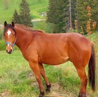 AQH valach - 1