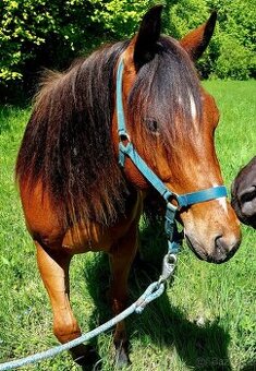 AQH valach
