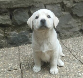 Labrador štěňátka s PP ihned