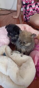 Prodám štěňata Pomeranian
