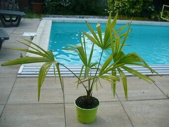 Palma konopná 80cm