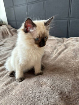 Ragdoll koťata
