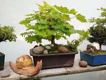 Javor mléč bonsai