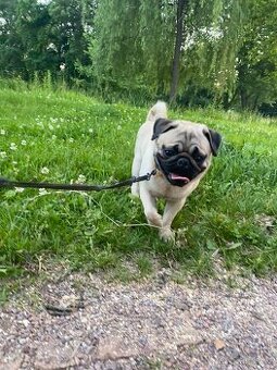 Mops