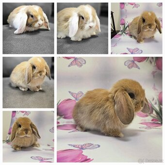 Minilop - ❤️zakrslí beránci❤️