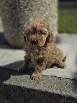Cavapoo