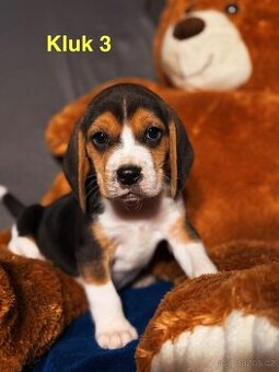 Bígl trikolor - štěňátka