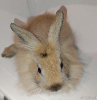 Zakrslý králíček bez PP samička Samatha