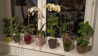 Ibišek - Hibiscus rosa, Orchidej - Phalaenopsis