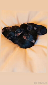 Drsnosrstý jezevčík