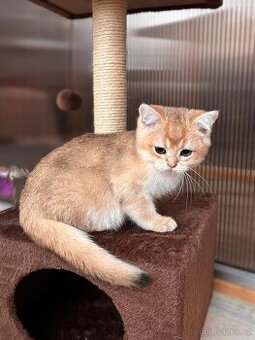 Zlata cincila, britsky kluk s PP-BRI ny11, k odbery hned