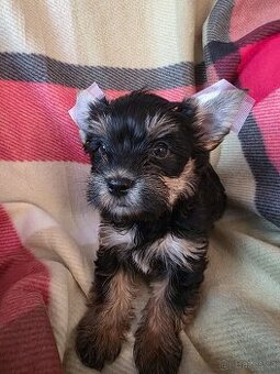 Jorkšířský teriér s PP - 1