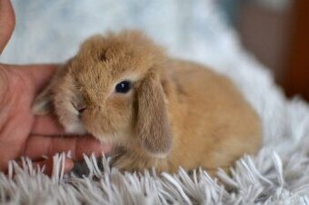 Nabízíme minilopy k rezervaci - 1