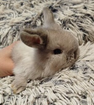 Minilop - anglický zakrslý beránek s VP