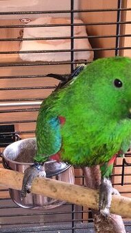 Papoušek Eklektus, ručně dokrmený