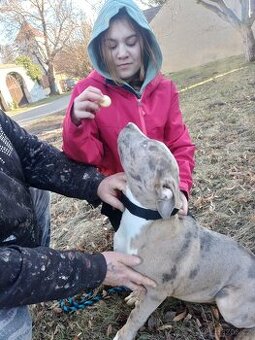 American bully xl bez PP