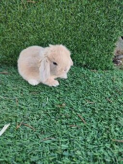 Zakrslý králíček beránek