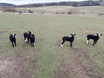 Prodám jehňata plemene Zwartbles