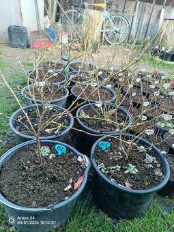 Borůvky kanadské v 12 litrovém květníku