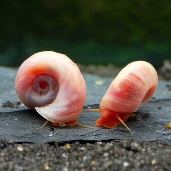 Prodám Okružák RŮŽOVÝ - Planorbella duryi pink