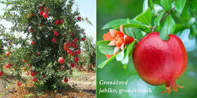 Granátové jablko - 1