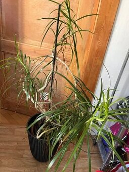 Dracaena 100cm