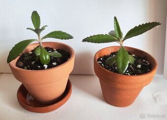Kalanchoe daigremontiana – živorodka v terakotovém květináči
