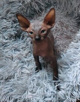 Kanadský sphynx kocourek